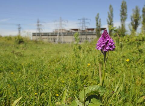 Pyramidal Orchid