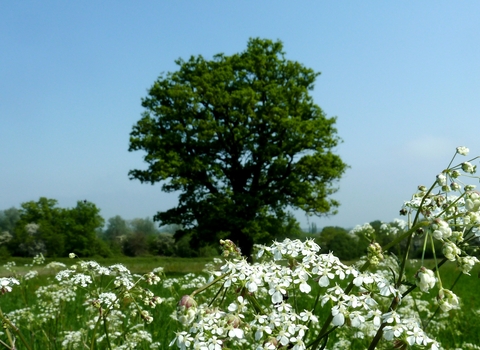 Totteridge Fields (credit Mathew Frith)