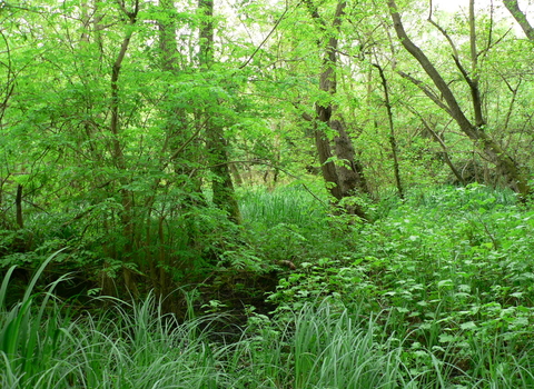 Denham Lock Wood