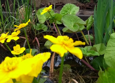 Marsh marigold 