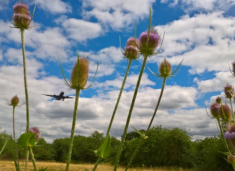 Huckerby's Meadows