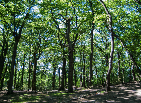 Sydenham Hill Wood & Cox's Walk