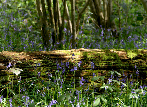 Bluebells at Gutteridge Wood