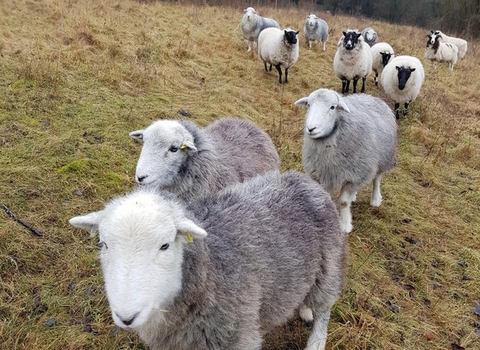 Grazing sheep