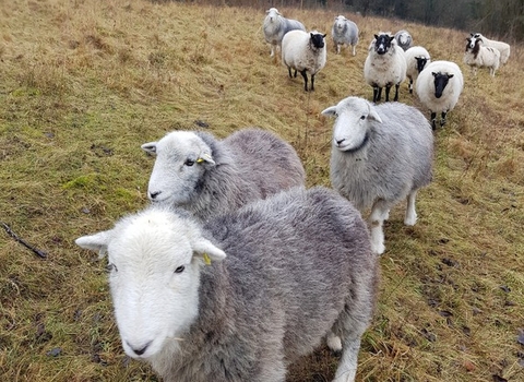 Grazing sheep 