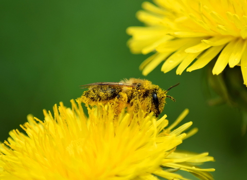 Mining bee