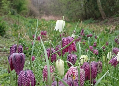 Snake's head fritillary at Camley Street 