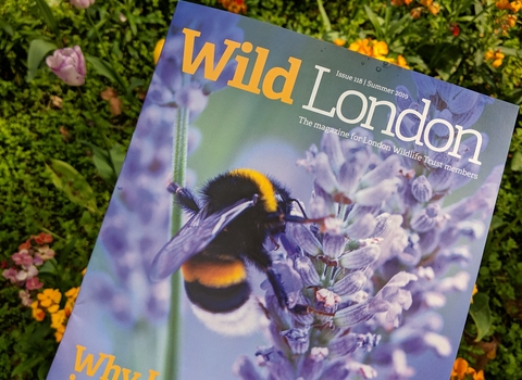 Wild London Magazine Cover Summer 19