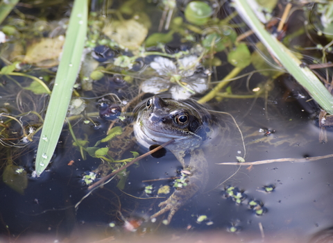 Frog and flower