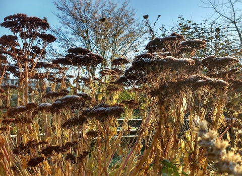Centre for Wildlife Gardening