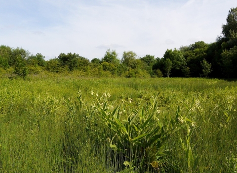 Frays Island and Mabey's Meadow