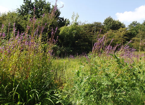 Birdbrook Nature Reserve