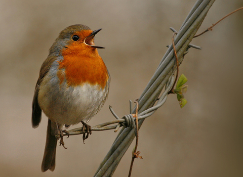 Singing robin 