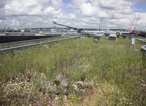 Kings Cross Green Roof