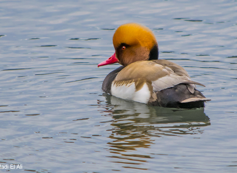 Red crested pochard