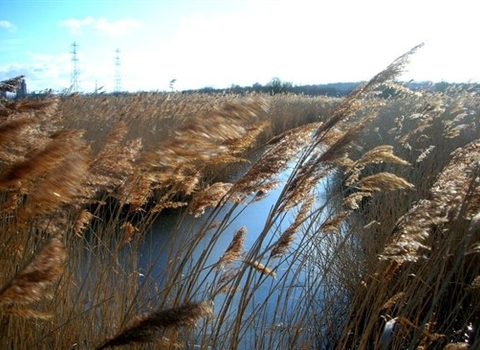 Erith, Crayford & Dartford Marshes