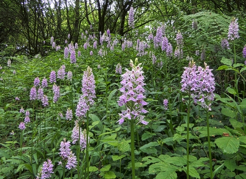 Orchids at Dews Farm Sandpits