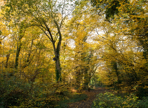 Autumn leaves and trees in the Great North Wood