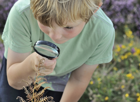 Boy searching for bugs using magnifying glass