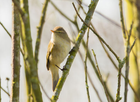 Chiffchaff on branch