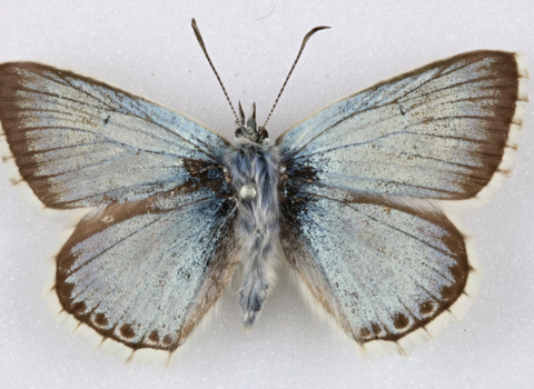 Chalk Hill Blue Butterfly