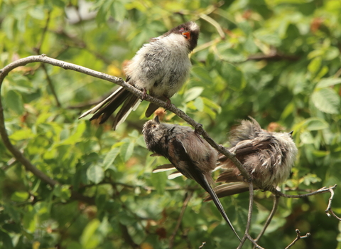 Long Tailed Tit Chicks