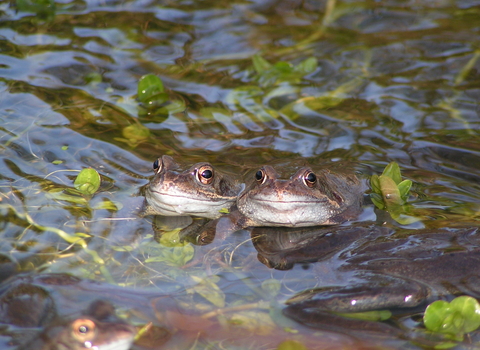 Frogs at mating