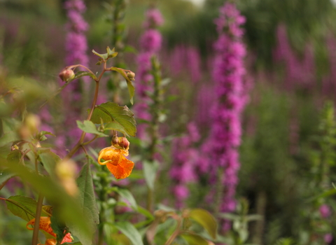 Balsam and loosestrife at Walthamstow Wetlands
