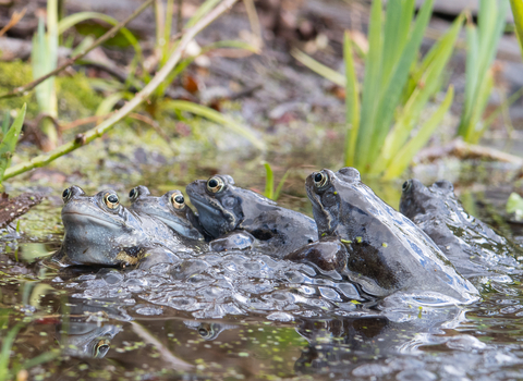 Frogs in pond at centre for wildlife gardening