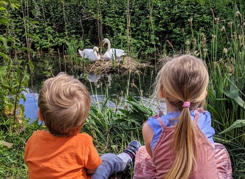 Two children looking at swans nest, surrounded by reeds, on the New River