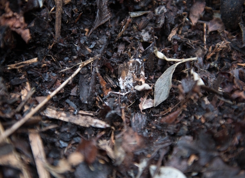 Leaf mulch on woodland floor