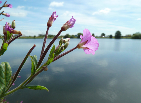 Great Willowherb at Walthamstow Wetlands