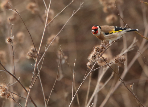 Goldfinch at Walthamstow Wetlands