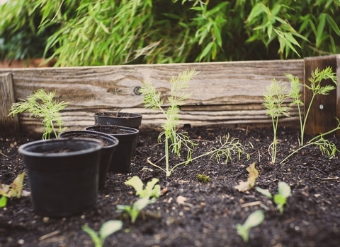 Pots and flowerbed in garden