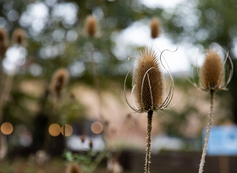 Teasel heads against a blurred backdrop of Camley Street Natural Prk