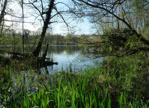 A view across the water at Denham Lock Wood. There are trees and aquatic vegetation around the water