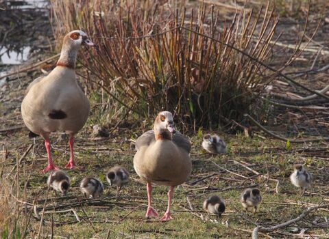 Two adult Egyptian geese with seven goslings 