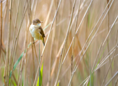 A reed warbler perched on a reed looking to its side