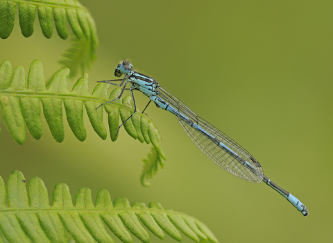 A bright blue damselfly perched on the leaf of a fern