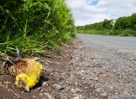 A dead yellow hammer lies at the side of the road