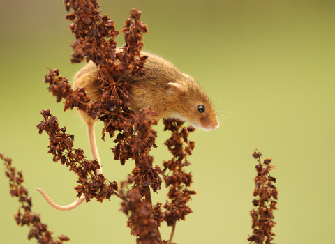 A harvest mouse, with light brown fur sits atop a dried piece of vegetation