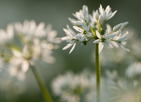 The stary white flowers of wild garlic on thin green stems