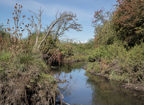 A brook lined by vegetation and trees 