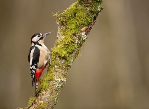 A woodpecker with a black topped head and wings with a red undercoat stands on a moss covered branch
