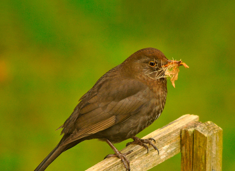 A female blackbird perched on a wooden rail with nesting material in her beak