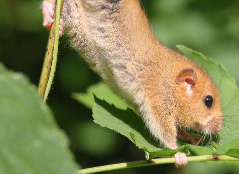 A hazel dormouse holding onto a stem with its back legs and another stem with its front legs