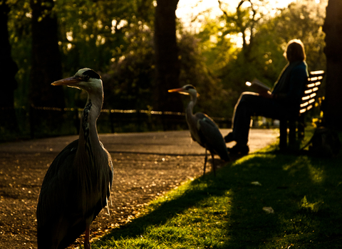 A person sat on a bench in the sun reading a book. In the foreground are two herons that stand in front of the person on the bench. 