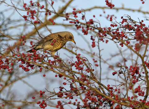 A fieldfare bird perched in a hawthorn bush feeding on the red berries