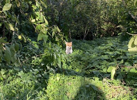 A fox enjoying the sun in between some vegetation