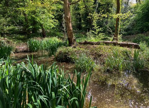a woodland area with a pond and dense vegetation